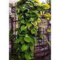 Baumschule Anding Pfeifenwinde - Aristolochia macrophylla