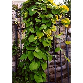 Pfeifenwinde - Aristolochia - Großblättrige Kletterpflanze