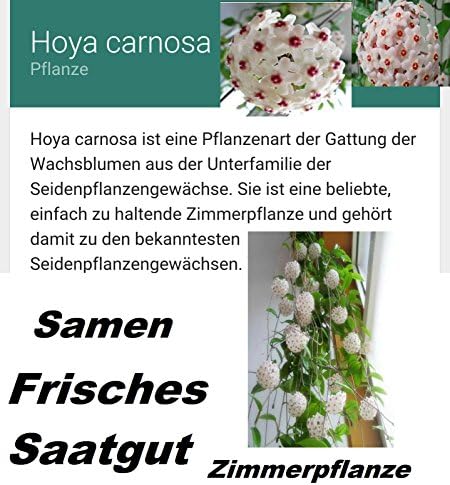 25 x Hoya Carnosa Seeds Eye-catcher Plant Rare House plant #34