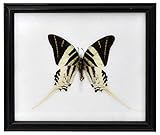 echte schmetterlinge kaufen Giant Swordtail Butterfly (Graphium androcles)
