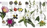 Image de The Natural History Book: The Ultimate Visual Guide to Everything on Earth