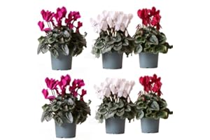 VIPARPLANT Ciclamen - Pack 6 PLANTAS - Cyclamen Persicum -Ciclamino - Flores de Jardín - Planta Viva SP 68 - VP25
