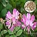 Produktbild PhilMat 50pcs astragalus entsamt sinicus chinesische Milchwickenblume