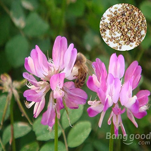 Preisvergleich Produktbild PhilMat 50pcs astragalus entsamt sinicus chinesische Milchwickenblume