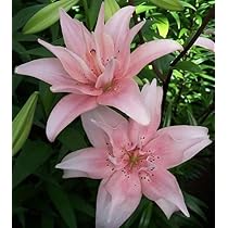 lilly❤︎‬ 10 x Calla Lily Bulbs - Pastel Mix - Spring Flowering Bulbs