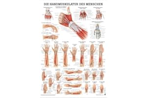 RDIGER- ANATOMIE GMBH Ruediger Anatomie PO55dLAM Handmuskulatur des Menschen Tafel, 50 cm x 70 cm, laminiert
