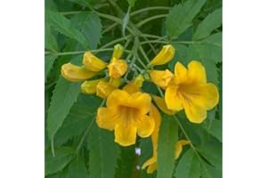 SVI 25 graines - Graines de trompette jaune arbre (Tecoma Stans)