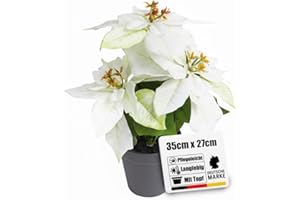 ‎BOTANIC-HAUS künstliche Poinsettia (Weihnachtsstern) creme-weiß mit 3 Blüten im schwarzen Kunststofftopf, Höhe ca. 35 cm – die Kunstblume "Poinsettie" sorgt zwischen Weihnachtsdekorationen für festliche Stimmung