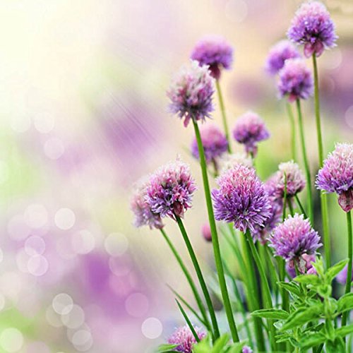 20pcs Allium Giganteum Seeds lila Pflanze DIY Hausgarten - 3