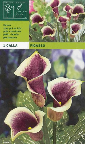 Calla / Zantedeschia " Picasso " (1)