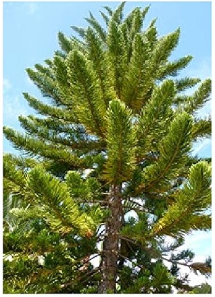 Tropica Room Norfolk Island Pine Auraucaria Heterophylla 5 Seeds Amazon Co Uk Garden Outdoors