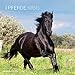 Pferde 2015 - Horses - Broschürenkalender (30 x 60 geöffnet) - Tierkalender by 