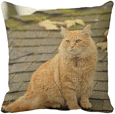 Richess Cat Square Sofa Macka Throw Pillow Cases