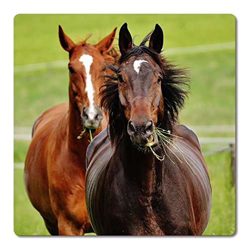 Addies Glas-Untersetzer 6-tlg.Set bedruckt Motiv „Pferde“ Komplett-Set in hochwertiger Klarsicht-Geschenkbox und Korkrückseite, Tier-Motiv - 6