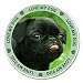 Produktbild 2 x 15cm/150mm Lustige schwarzer Mops Hund Fenster kleben Aufkleber Auto Van Wohnmobil Glas #6135