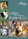 collie hund kaufen  Collies, Sheltie & Co.