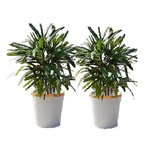 Pottery Studio, Round Metal Planter (White, Set of 4) Home Dcor // Garden // Balcony // Office // Hotel // Terrace (10 Inch)