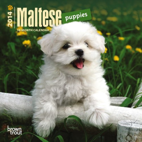 Maltese Puppies 18-Month 2014 Calendar