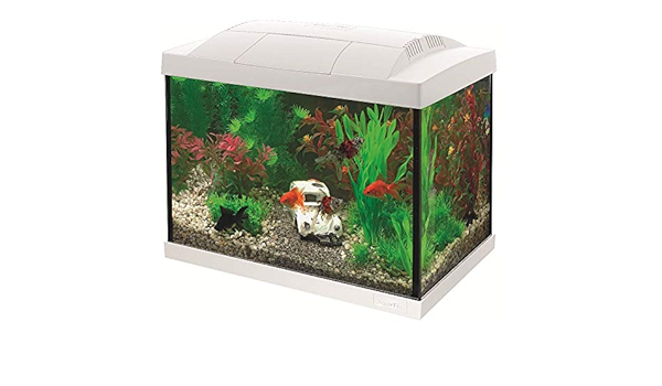 superfish goldfish kit
