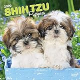 Shih Tzu Puppies - Shih Tzu Welpen 2020 - 16-Monatskalender mit freier DogDays-App: Original BrownTrout-Kalender [Mehrsprachig] [Kalender] (Wall-Kalender) by 