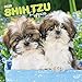 Shih Tzu Puppies - Shih Tzu Welpen 2020 - 16-Monatskalender mit freier DogDays-App: Original BrownTrout-Kalender [Mehrsprachig] [Kalender] (Wall-Kalender) by 