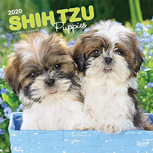 Télécharger Shih Tzu Puppies 2020 Calendar PDF