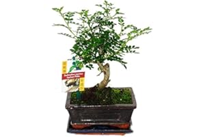 Bonsai Szechuan pepper - Zanthoxylum piperitum - approx. 6 years - spherical shape
