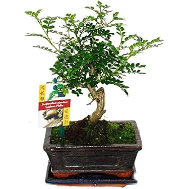 YUANstore Mini-Zement-Pflanztopf – Niedlicher Blumentopf Für Sukkulenten, Bonsai & Deko, Handgefertigt