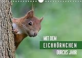 Mit dem Eichhörnchen durchs Jahr (Wandkalender 2019 DIN A4 quer): Eichhörnchen, über das ganze Jahr beobachtet und fotografiert (Monatskalender, 14 Seiten ) (CALVENDO Tiere) by 