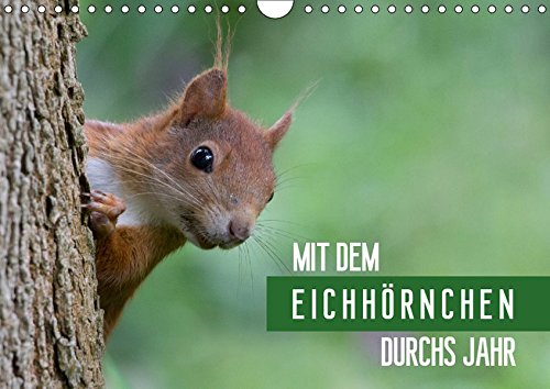 Mit dem Eichhörnchen durchs Jahr (Wandkalender 2019 DIN A4 quer): Eichhörnchen, über das ganze Jahr beobachtet und fotografiert (Monatskalender, 14 Seiten ) (CALVENDO Tiere)