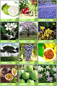 Creative Farmer Air Purifying Plants Combo Tree Seeds : Jacaranda, Orange Jessamine, Pride Of India, Yellow Flametree, Coco Tamarind, Coral Jasmine, Lemon Guava, Pomagranate, Grape, Passion Fruit - Yellow, Passion Fruit - Violet, Giant Guava Kitchen Garden Pack