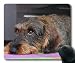 Produktbild Individuelle Mousepad, Hund, würstchen hündchen Tiere Hund für schöne Augen, der Hund Gaming Mouse Pad