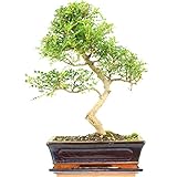Pfefferbaum, Bonsai, 11 Jahre, 43cm