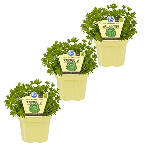 Waldmeister 3er Set , 12 cm Topf