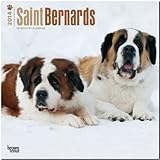 Saint Bernards 2014 - Bernhardiner: Original BrownTrout-Kalender [Mehrsprachig] [Kalender] by 