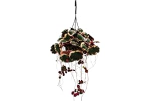 exotenherz Saxifraga stolonifera tricolor - Saxifraga - Fácil cuidado - Saxifraga colgante