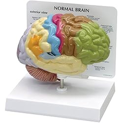 GPI Anatomicals Modelo de medio cerebro