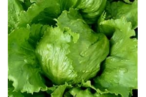 ROOT SOURCE Iceberg Lettuce Plug Plants Grow Your Own Salads (6)