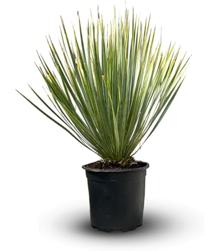 Yucca Rostrata - Yucca Rostrata