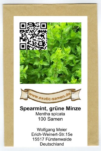 Grüne Minze, Spearmint – Mentha spicata (100 Samen) - 2