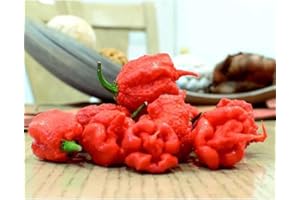 PERZOE 100 Unids Rare Carolina Reaper Chili Pepper Semillas De Verduras, Regalo De Decoración De Jardín