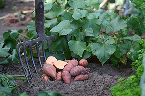 Süßkartoffel Pflanze, Gemüsepflanze aus Nachhaltigem Anbau, Ipomea batata - 2