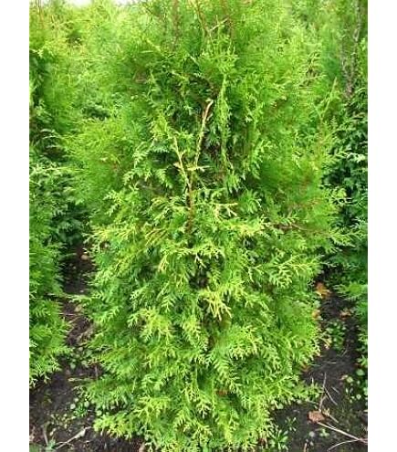 Thuja occidentalis 'Brabant' 150175 cm  Winterhart, Immergrn,  Pflegeleicht  Lebensbaum  Heckenpflanze fr Garten & Sichtschutz :  Amazon.de: Garten