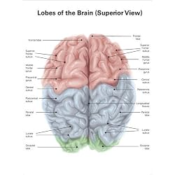 Cuadro sobre lienzo 120 x 160 cm: Superior view of human brain with colored lobes and labels.