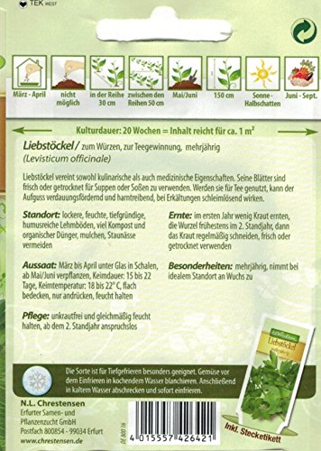 Chrestensen Liebstöckel ‚mehrjährig‘ - 2