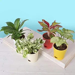 Ugaoo Indoor Plants for Home with Pot - Money Plant N Joy, Syngonium Mini, Aglaonema Red, Peace Lily