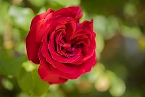 LONGACRES "Dublin Bay" Climbing Rose in 5.5lt Pot (Live Plants)