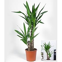 Suchergebnis auf Amazon.de für: Palmlilie - Garten Yucca