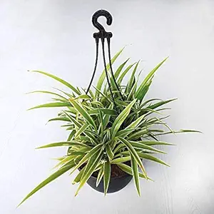 Mphmi Plant Chlorophytum Spider Plant (Hanging Basket) - Plant