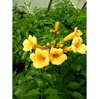 Trompetenblume Flava, Campsis Flava 80 cm hoch im 3 Liter Pflanzcontainer
